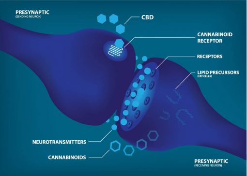 Pictured: Receptors and cannabinoids